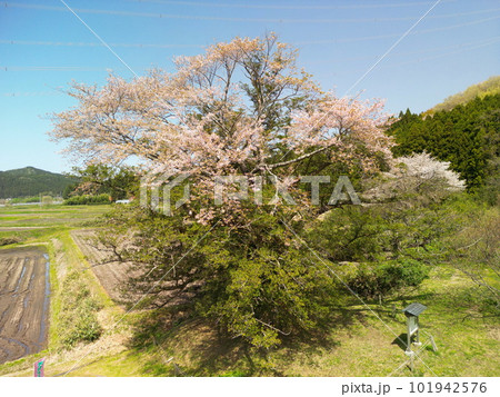 満開の矢木のカヤ桜 101942576