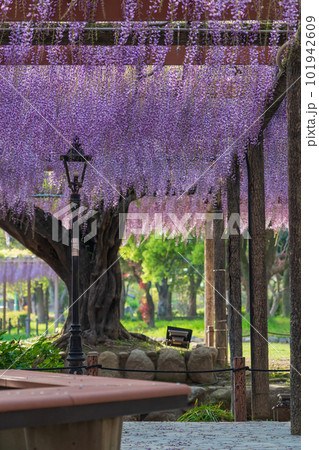 天王川公園、満開の藤〈愛知県津島市〉 101942609