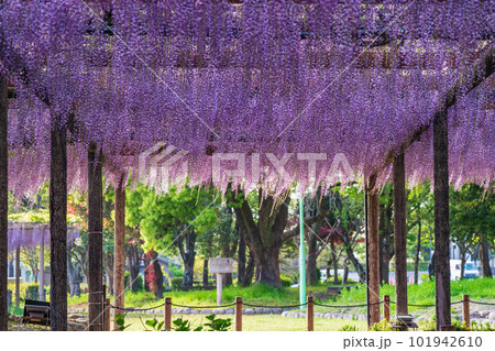 天王川公園、満開の藤〈愛知県津島市〉 天王川公園、満開の藤〈愛知県津島市〉 101942610