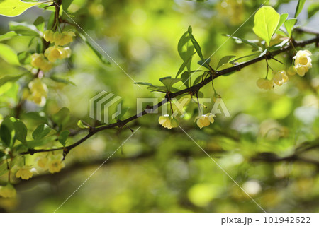 メギの黄色い花 メギの黄色い花 101942622