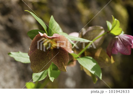 クリスマスローズの花 101942633