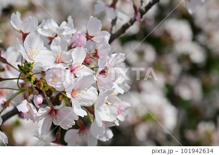 希少種テガラザクラ(兵庫県姫路市手柄山温室植物園)に咲く花 希少種テガラザクラ(兵庫県姫路市手柄山温室植物園)に咲く花 101942634