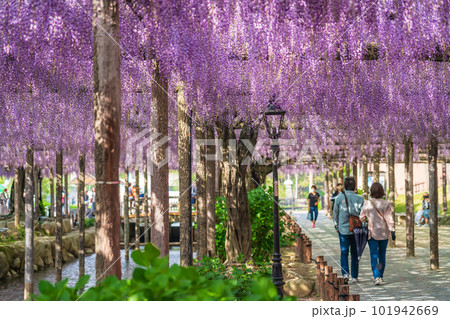 天王川公園、満開の藤〈愛知県津島市〉 天王川公園、満開の藤〈愛知県津島市〉 101942669
