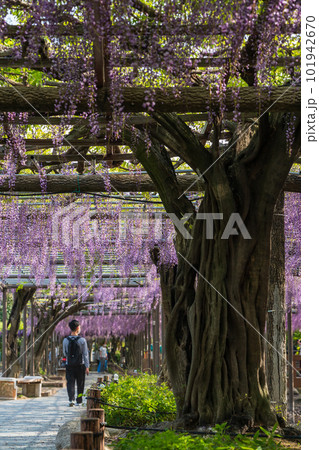 天王川公園、満開の藤〈愛知県津島市〉 天王川公園、満開の藤〈愛知県津島市〉 101942670