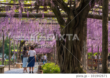 天王川公園、満開の藤〈愛知県津島市〉 101942671