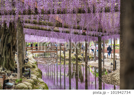 天王川公園、満開の藤〈愛知県津島市〉 101942734