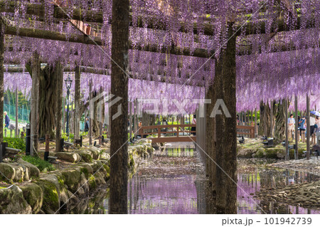 天王川公園、満開の藤〈愛知県津島市〉 101942739