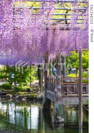 天王川公園、満開の藤〈愛知県津島市〉 天王川公園、満開の藤〈愛知県津島市〉 101942763