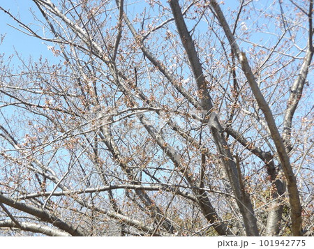 咲き始めたこじま花の会桜並木の桜 咲き始めたこじま花の会桜並木の桜 101942775