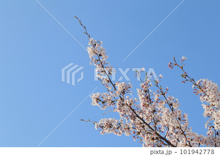 さくら 101942778