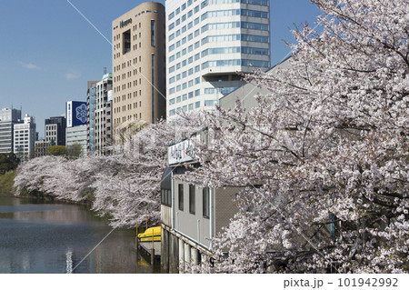 都会に咲く桜の風景イメージ 都会に咲く桜の風景イメージ 101942992