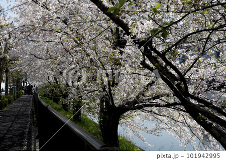 都会に咲く桜の風景イメージ 都会に咲く桜の風景イメージ 101942995