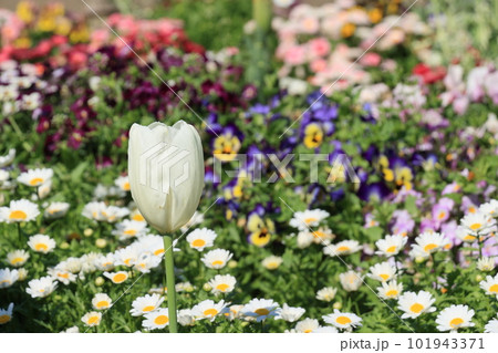 花壇に咲くチューリップ 花壇に咲くチューリップ 101943371