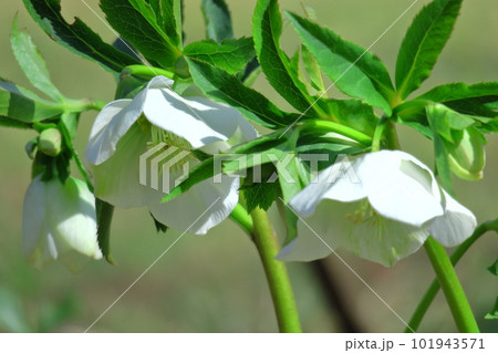 冬の貴婦人 101943571