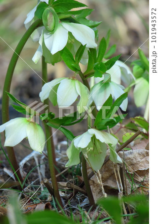 冬の貴婦人 101943572