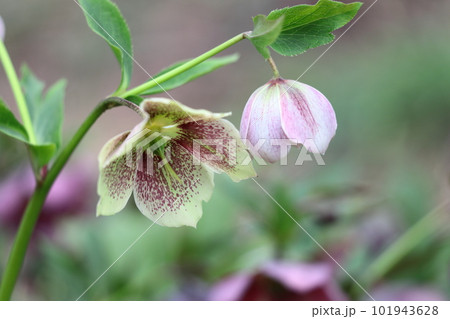 冬の貴婦人 101943628