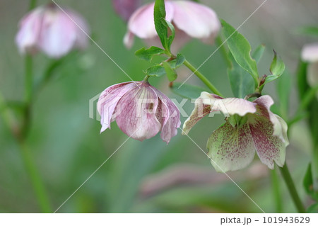 冬の貴婦人 101943629