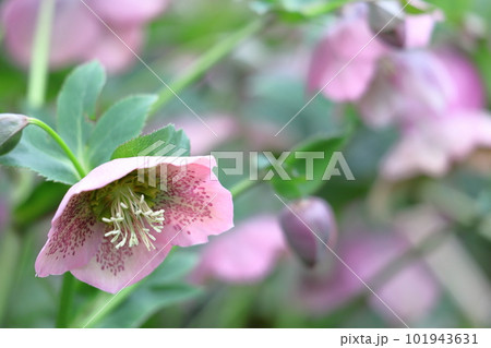 冬の貴婦人 101943631