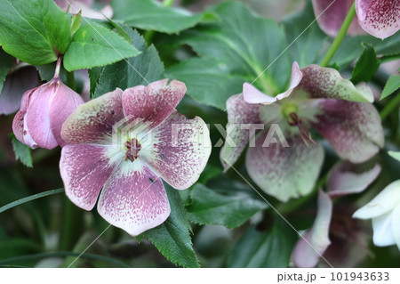 冬の貴婦人 101943633