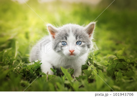 little Cute grey fluffy kitten outdoors. kitten first steps. 101943706