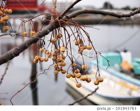 センダンの果実 101943763