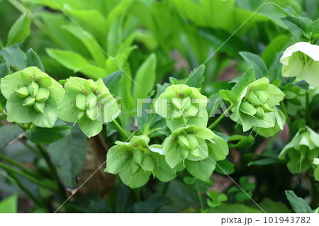 冬の貴婦人 101943782