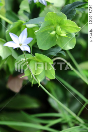 冬の貴婦人 101943784