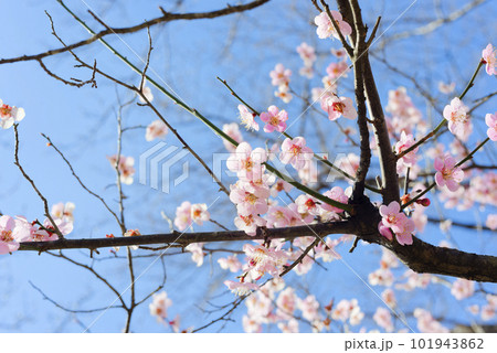 ピンク色の梅の花 ピンク色の梅の花 101943862