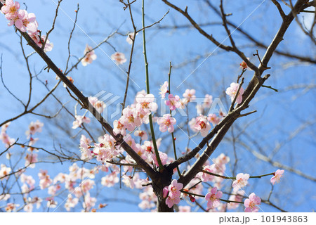 ピンク色の梅の花 ピンク色の梅の花 101943863