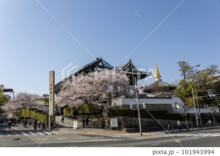 大阪・天王寺／坂松山高岳院一心寺（2023年4月1日撮影） 101943994