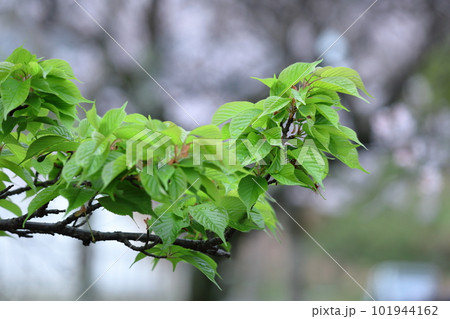 緑萌える 101944162