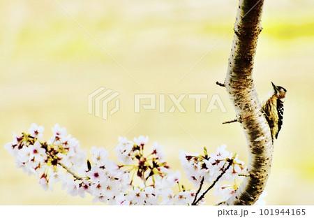 川岸の桜の咲いた木に飛来した野鳥 101944165