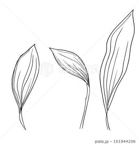 Collection set of lily of the valley flower and leaves drawing illustration. for pattern, logo, template, banner, posters, invitation and greeting card design. Vector Collection set of lily of the valley flower and leaves drawing illustration. for pattern, logo, template, banner, posters, invitation and greeting card design. Vector 101944206