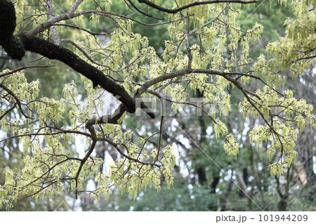 緑萌える 101944209