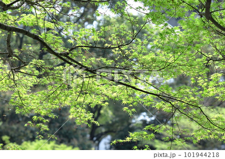 緑萌える 101944218