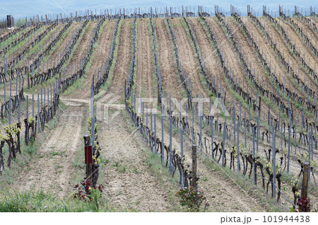 Smooth rows of vines extending into the distance towards the horizon in sunny weather. 101944438