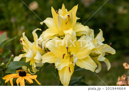 Lily Exotic Sun double yellow flowers - OT-Hybrid Lily Exotic Sun double yellow flowers - OT-Hybrid 101944664