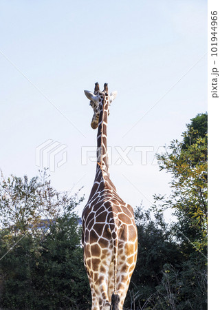 歩くキリン 草食動物 麒麟 きりん 歩くキリン 草食動物 麒麟 きりん 101944966