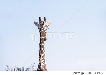 歩くキリン 草食動物 麒麟 きりん 歩くキリン 草食動物 麒麟 きりん 101944967