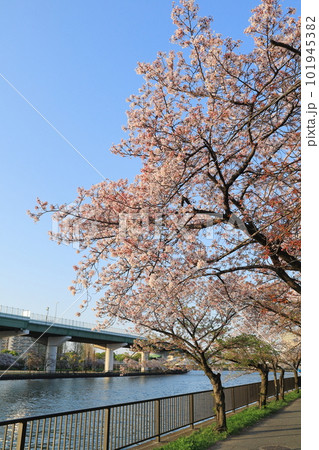 大川沿いの桜（大阪） 101945382
