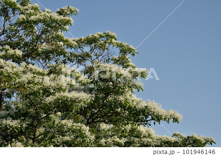 ヒトツバタゴの花 ヒトツバタゴの花 101946146