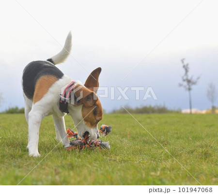 Playful dog on a walk. Cute beagle puppy with dog toy rope. Dog running in the meadow. Playful puppy with dog toy. Playful dog on a walk. Cute beagle puppy with dog toy rope. Dog running in the meadow. Playful puppy with dog toy. 101947068