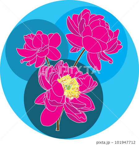 Illustration of pink peony flower with blue circle background. 101947712