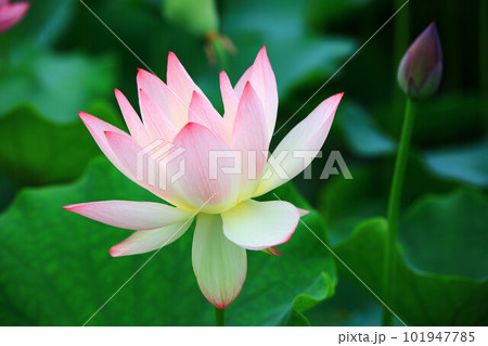 温帯スイレン 睡蓮 スイレン 101947785