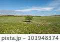 Small tree in the middle of a green field 101948374