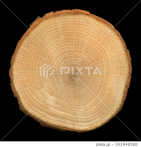 Oak wood log, can be used as background, wood grain texture 101948580