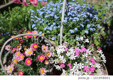 花の寄せ植え＆寄せ鉢 101948601