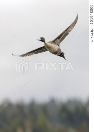 Northern pintail duck Northern pintail duck 101948806