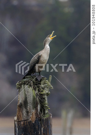 double crested cormorant 101948808