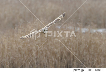 梟ページです！！ 手塗りフクロウおとり像回転ヘッド鳥カラスかかしかかし18インチ